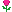 Rosa Roja (F)