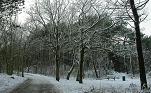 Image Forest, click to select
